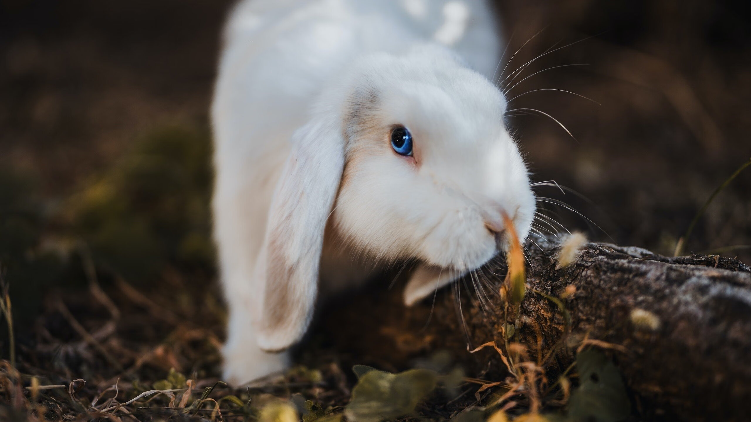 LCK战队阵容深度增强,lck队伍阵容