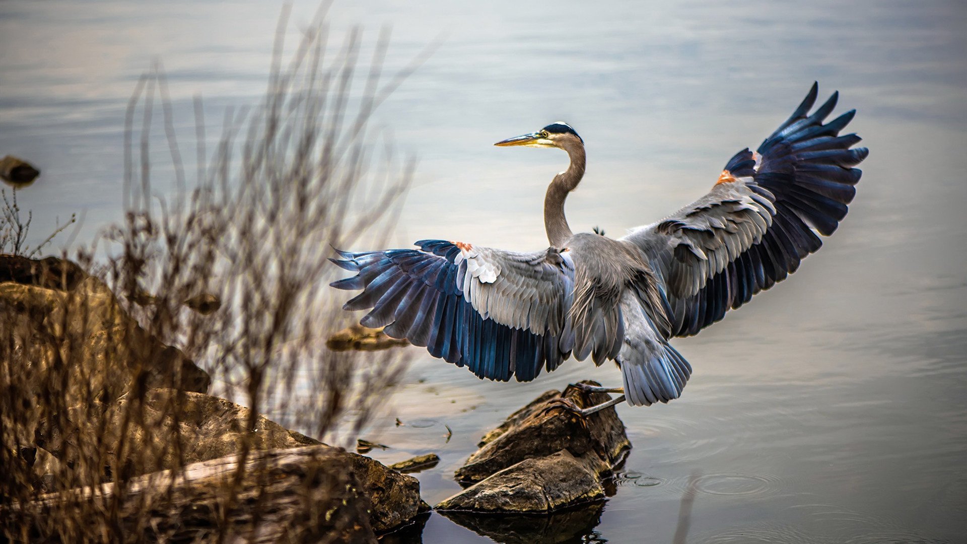冰岛队实现欧洲杯正赛资格,成为黑马热门,冰岛欧洲杯预选赛成绩