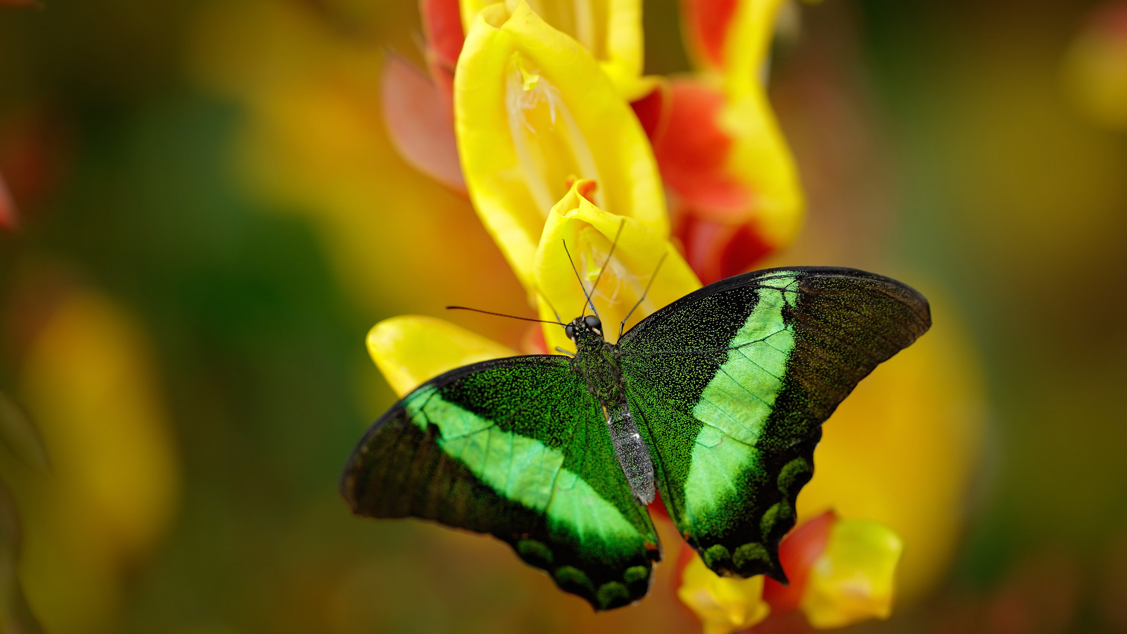 阿尔阿赫利防守压迫增强,艾尔阿赫利
