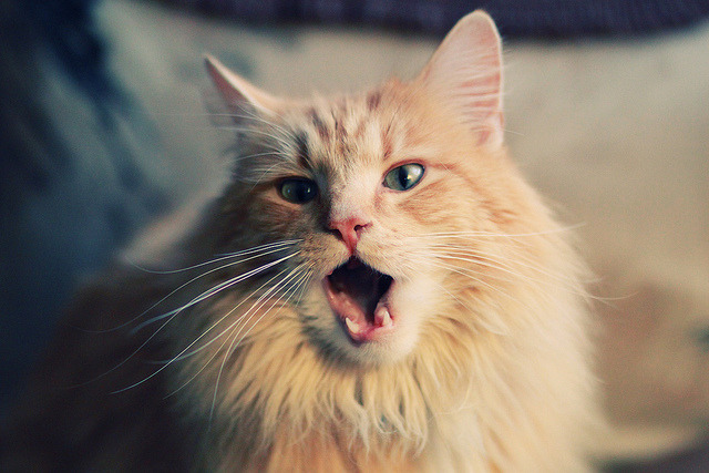 世界青年击剑锦标赛青少年五金战果丰硕,青少年击剑锦标赛年龄组别