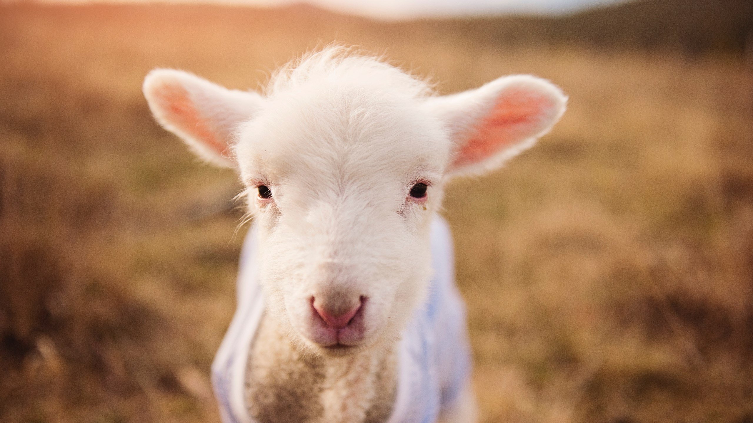 “阿仙奴与热刺,香港赛场谁能掌控节奏?”