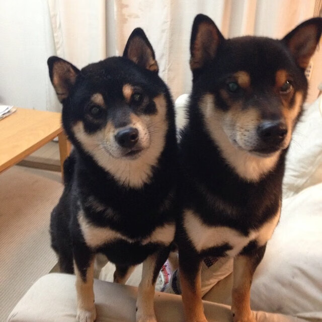 乐鱼体育登录-罗马尼亚队在国际乒联混合团体世界杯中迎难而上，罗马尼亚乒乓球选手