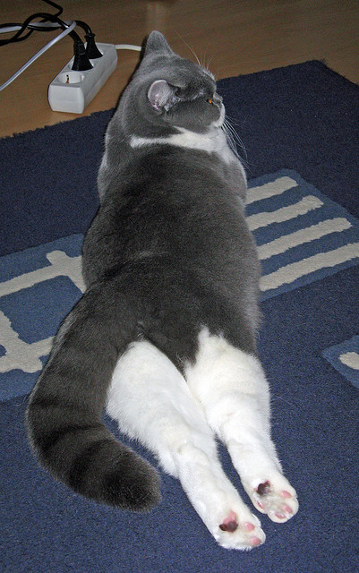 凯尔特人训练日安排密集体能教练亲自上阵,凯尔特人教练好帅