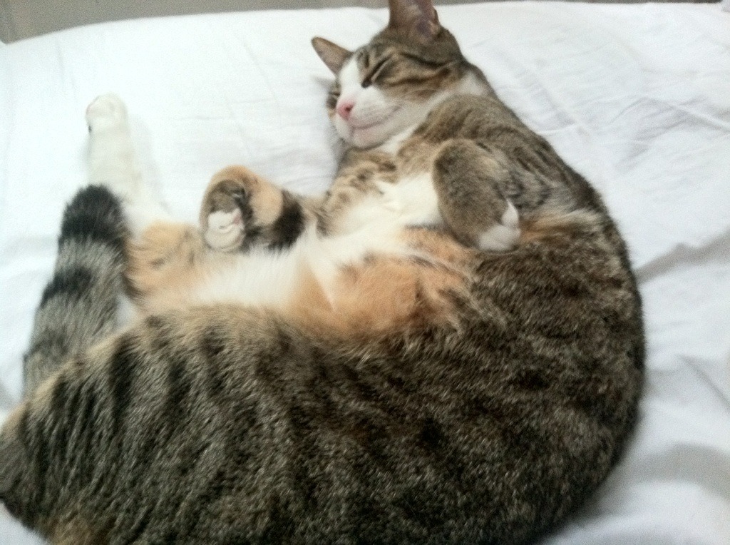 乐鱼体育APP官方下载-女子4×200米自由泳接力澳大利亚称霸赛场，女子4×100米自由泳接力决赛