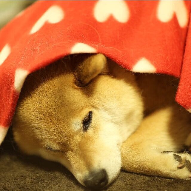 乐鱼体育平台app下载-欧洲杯绝地反击：战术变革逆转乾坤，决战欧洲杯